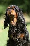 CAVALIER KING CHARLES 580